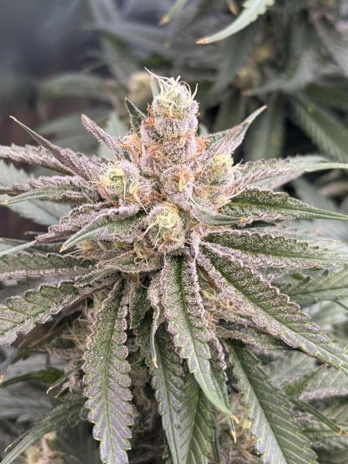 Mimosa. Week 14