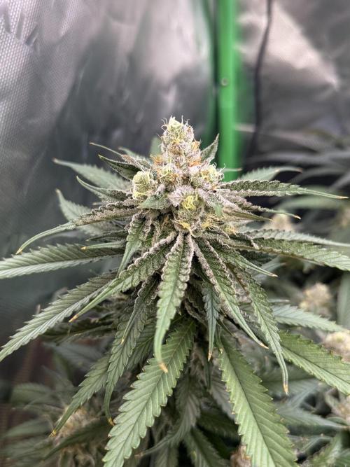 Mimosa. Week 14
