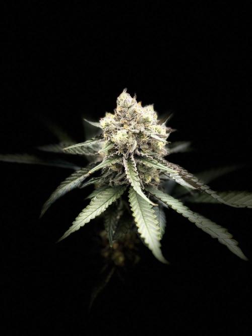 Mimosa. Week 14