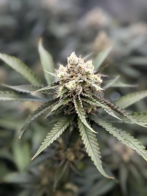 Mimosa. Week 14
