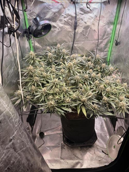 Mimosa. Week 14