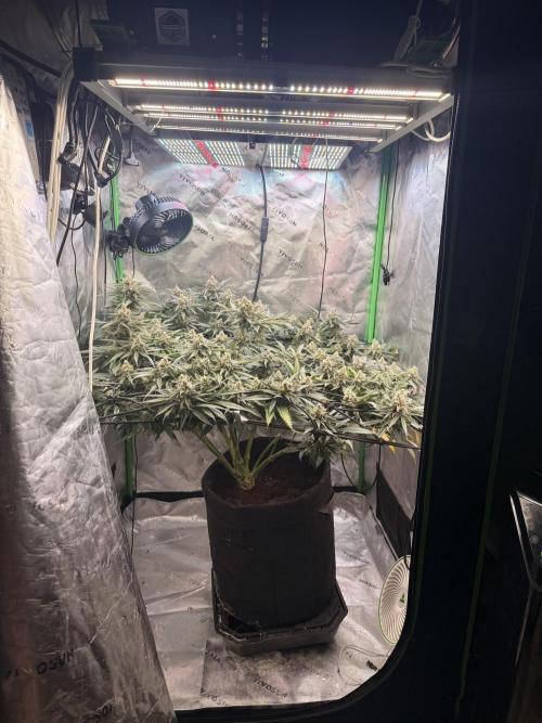 Mimosa. Week 14