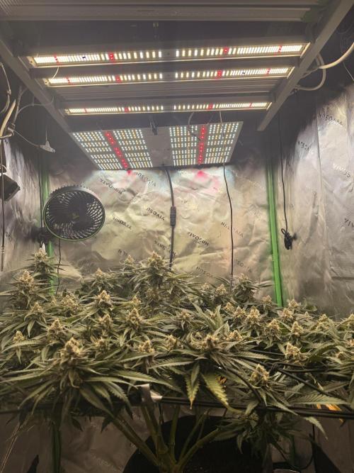 Mimosa. Week 14