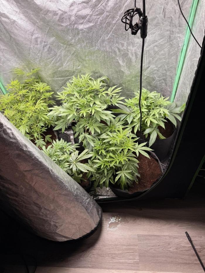 Rainbow guave. Week 12