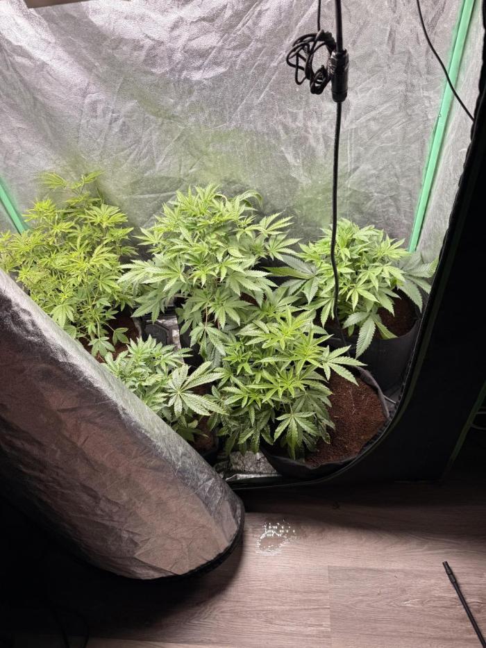 Rubicite. Week 6