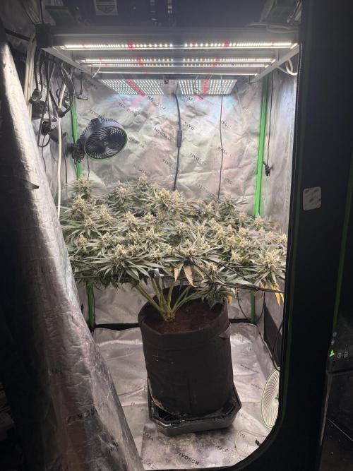 Mimosa. Week 15