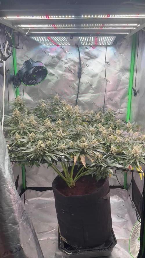 Mimosa