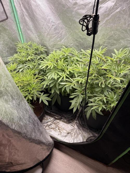 Rainbow Guavè. Week 13