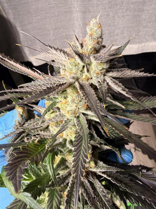 Mimosa. Week 16