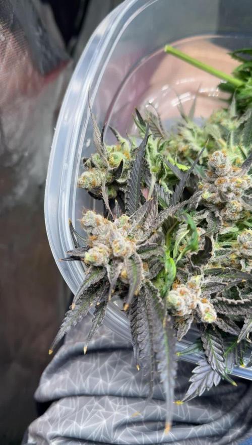 Mimosa