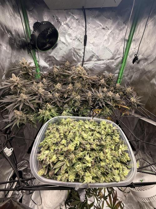 Dirty Mimosa. Week 16