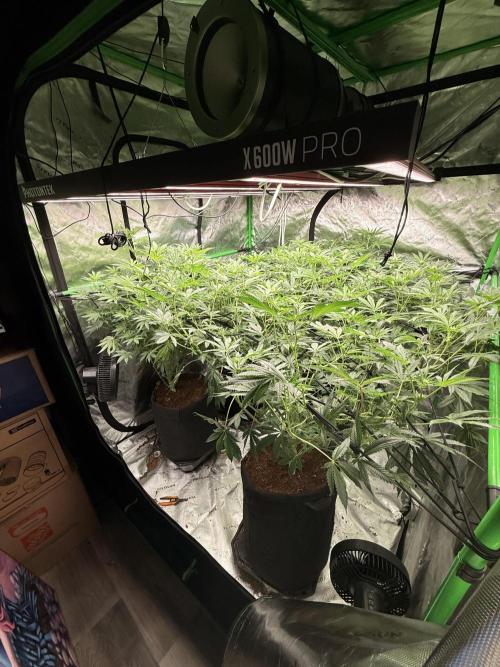 Rubicite. Week 10