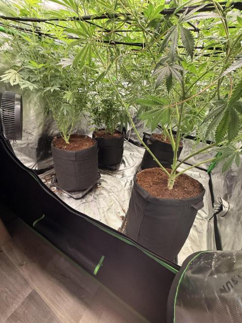 Rubicite. Week 10