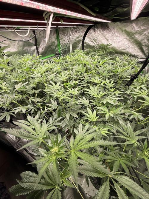 Rubicite. Week 10