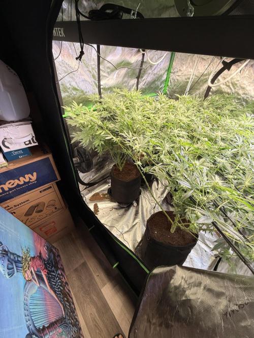 Rubicite. Week 11