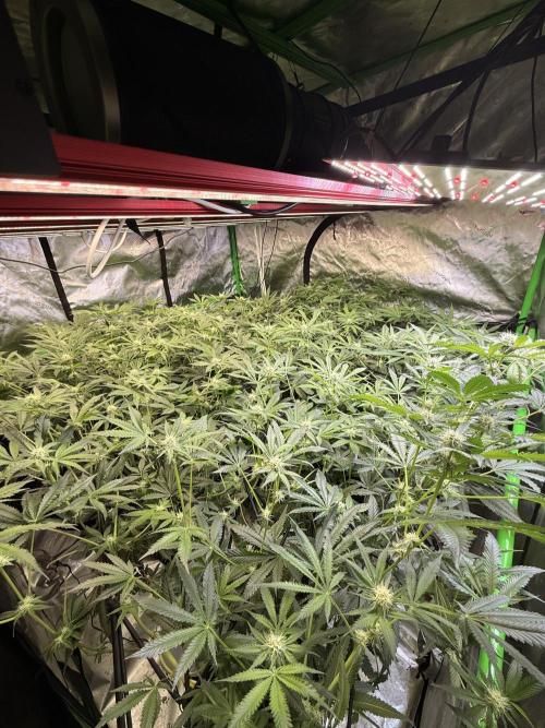 Rubicite. Week 11