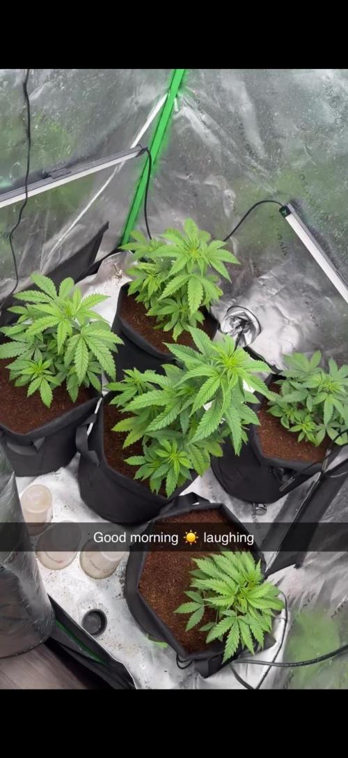 Wild Fire. Week 6