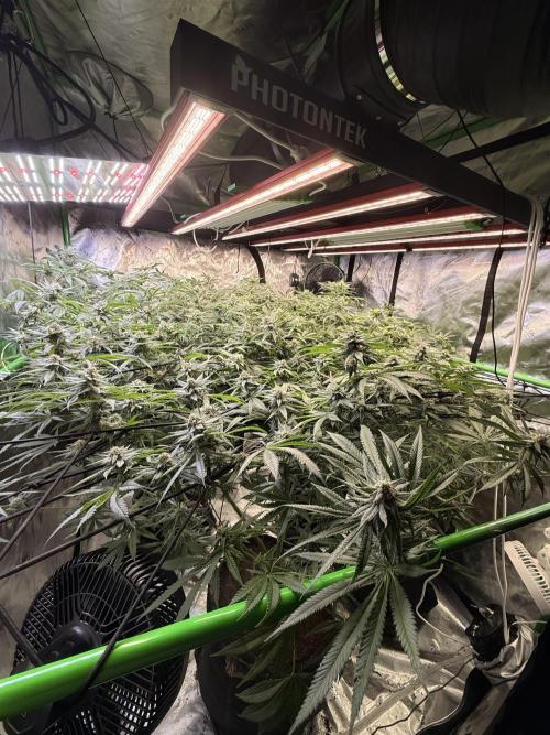 Rubicite. Week 12