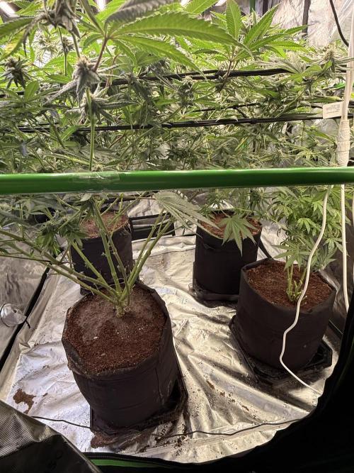 Rubicite. Week 12