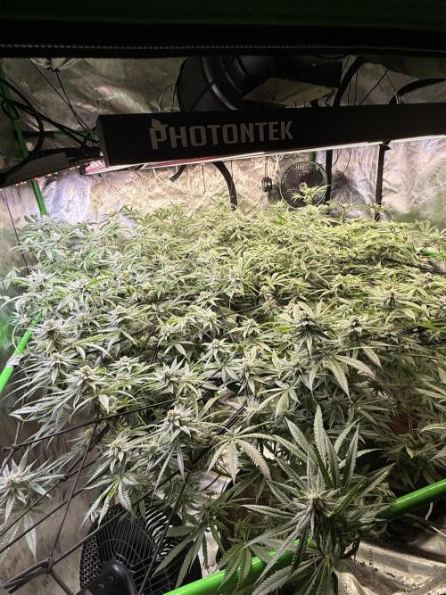 Rubicite. Week 12