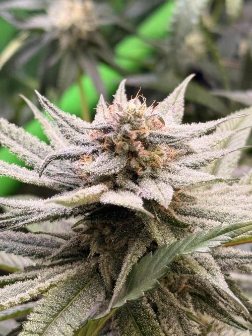 Rubicite. Week 12