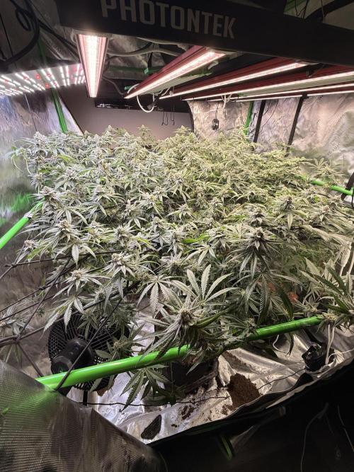 Rubicite. Week 13