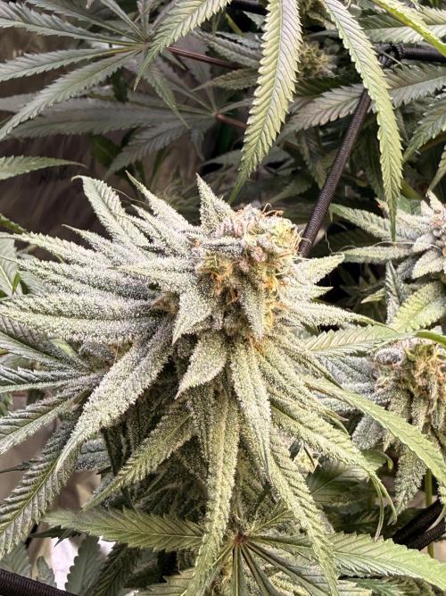 Rubicite. Week 13