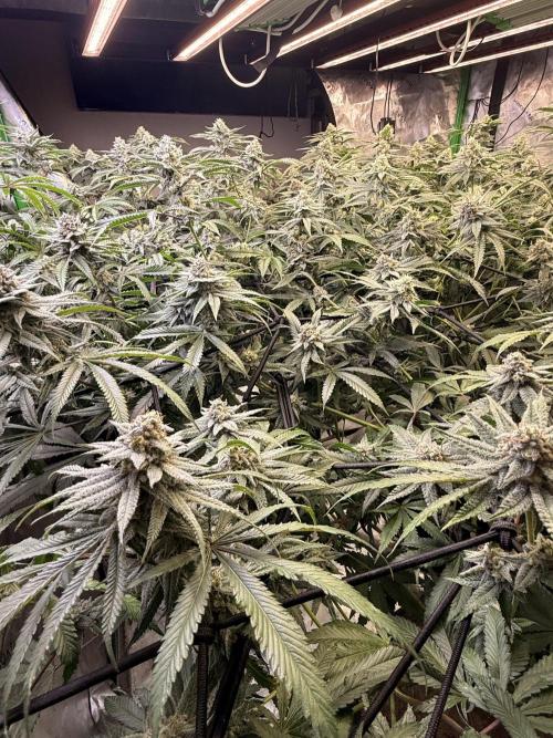 Rubicite. Week 13