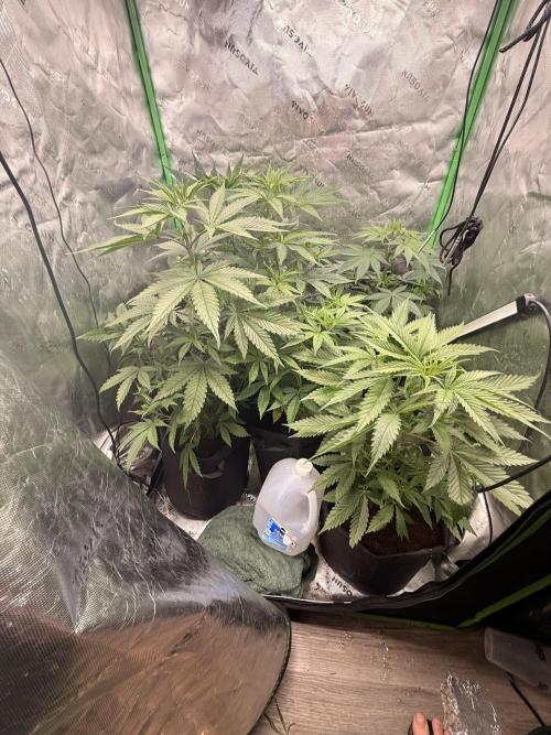 Wild Fire. Week 7
