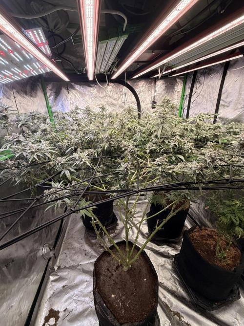 Rubicite. Week 14