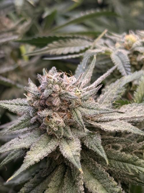 Rubicite. Week 14