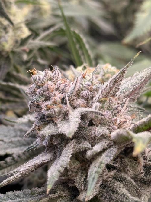 Rubicite. Week 14