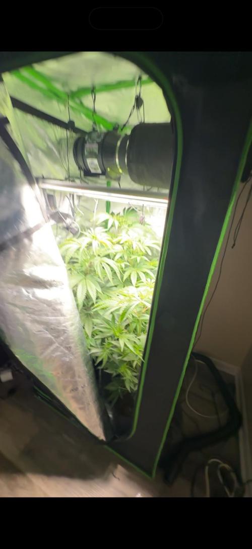 What’s her name? Wildfire.. Week 8
