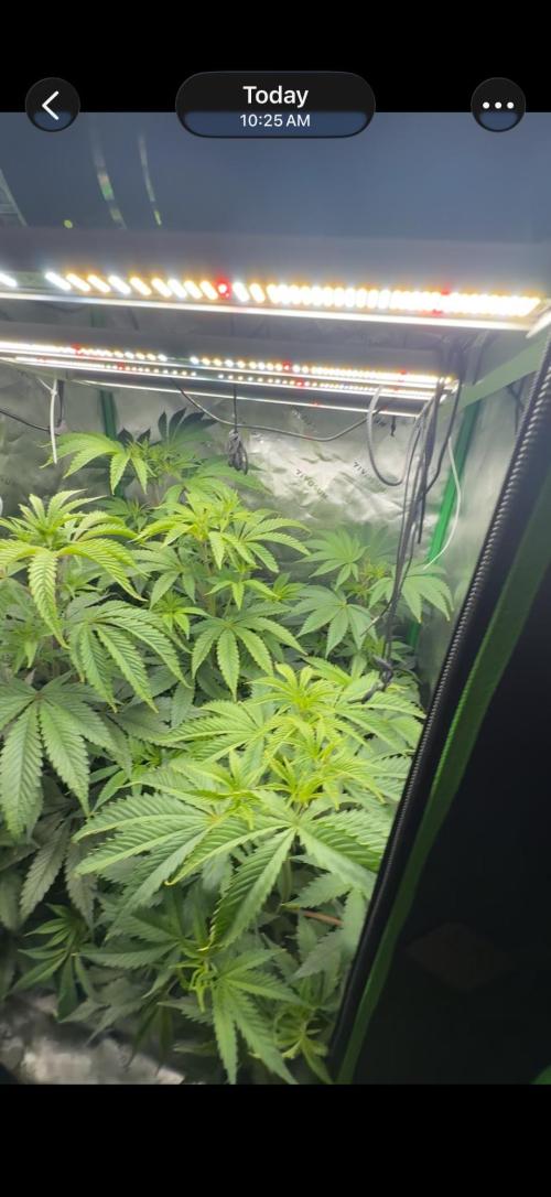 What’s her name? Wildfire.. Week 8