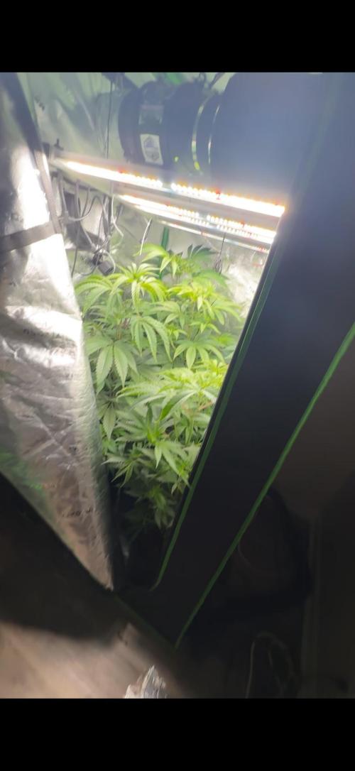 What’s her name? Wildfire.. Week 8