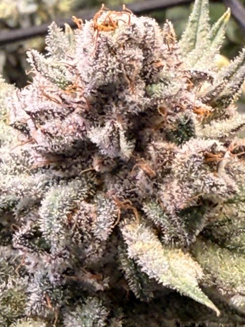 Rubicite. Week 15