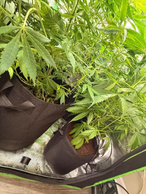 What’s her name? Wildfire.. Week 9