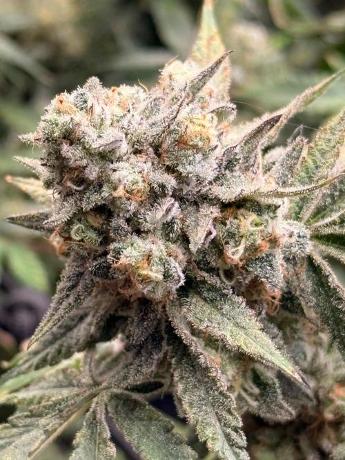 Rubicite. Week 16