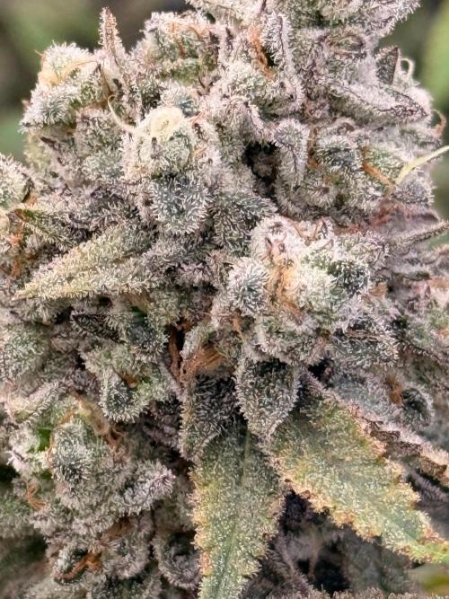 Rubicite. Week 16