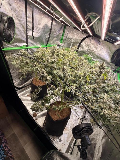 Rubicite. Week 16