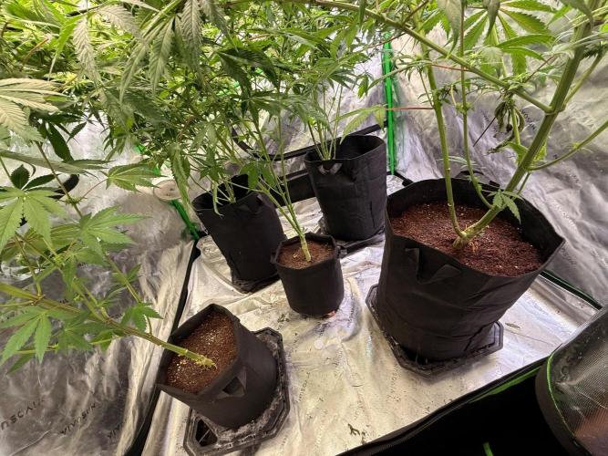 What’s her name? Wildfire.. Week 11