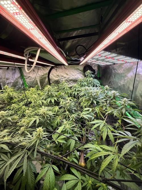 What’s her name? Wildfire.. Week 11