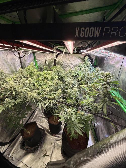 What’s her name? Wildfire.. Week 12