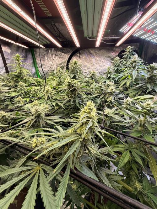 What’s her name? Wildfire.. Week 12
