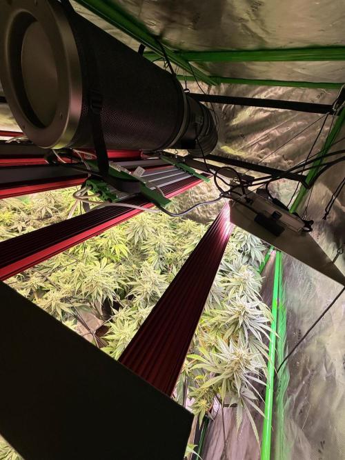 What’s her name? Wildfire.. Week 12