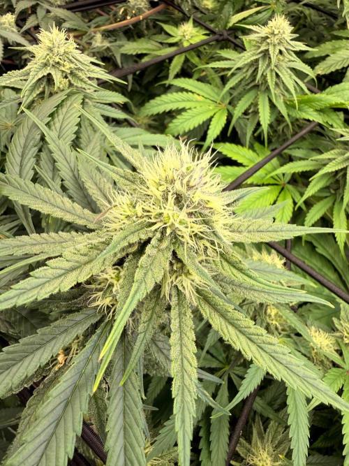 Wild Fire. Week 12