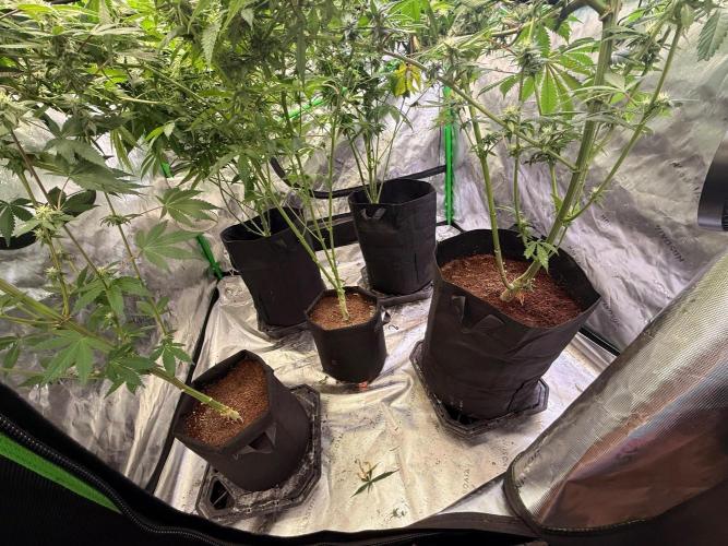 What’s her name? Wildfire.. Week 12