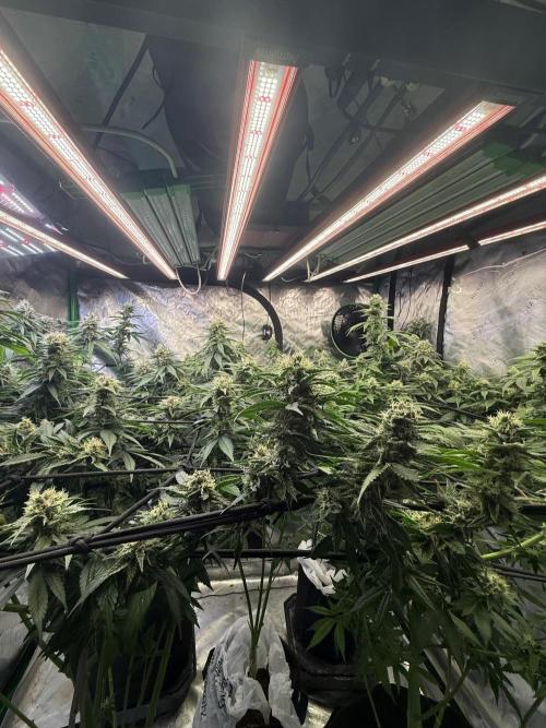 What’s her name? Wildfire.. Week 13