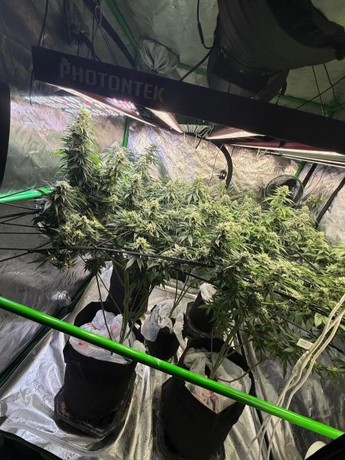 What’s her name? Wildfire.. Week 13