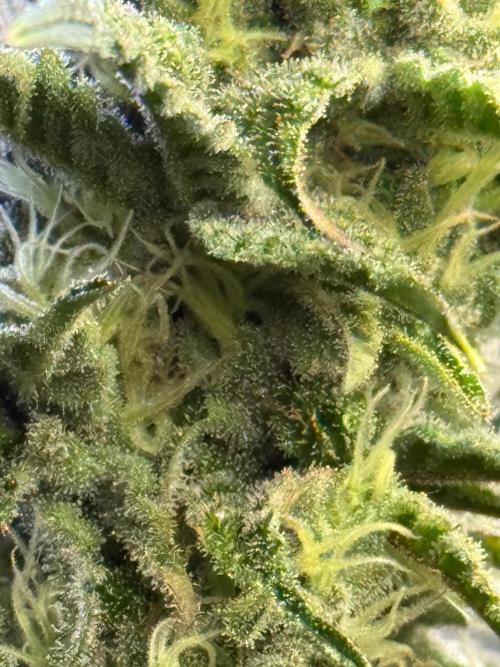 What’s her name? Wildfire.. Week 13